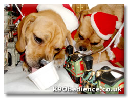Two Puggles eating ice cream at Christmas