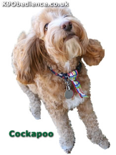 Hybrid Cockapoo