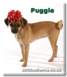 Designer Puggle