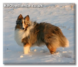 Shetland Sheepdog