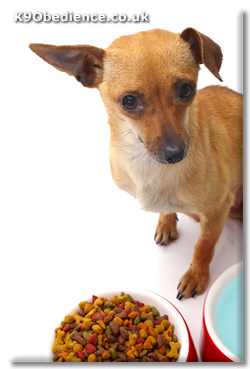 Carbohydrates in Dog Food