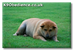 Overweight Dog
