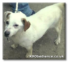 Jack Russell 'Ruby'