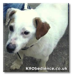 Jack Russell 'Ruby'