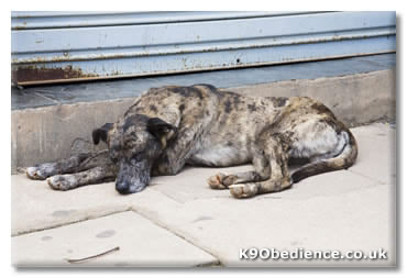 Stray Dog Brindle