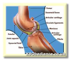 A picture of a healthy joint