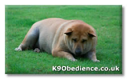 Canine Obesity leads to a depressed dog
