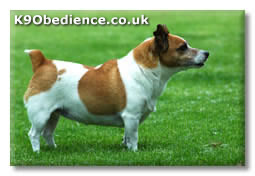 Obese dogs suffer needlessly.