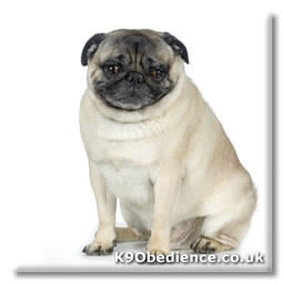 Canine Obesity leads to a depressed dog