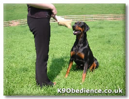 A dog training session is the most enjoyment a dog can have, if done correctly.