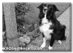 Distance Dog Traning