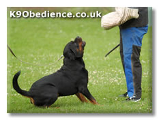 Schutzhund Dog Baying