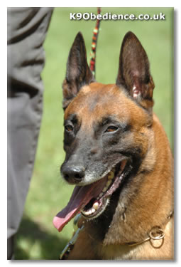 Schutzhund Malinois Belgian Shepherd performing heelwork test