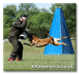 Schutzhund dog displaying incredible strength, agility and courage.