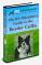 Border Collie Guide