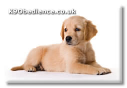 Puppy Care in the First Year