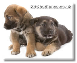 Cute Puppies - GSD