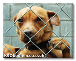Rescue Puppy - Dogs in Shelters make excellent and rewarding pets
