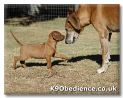 Introducing a new puppy