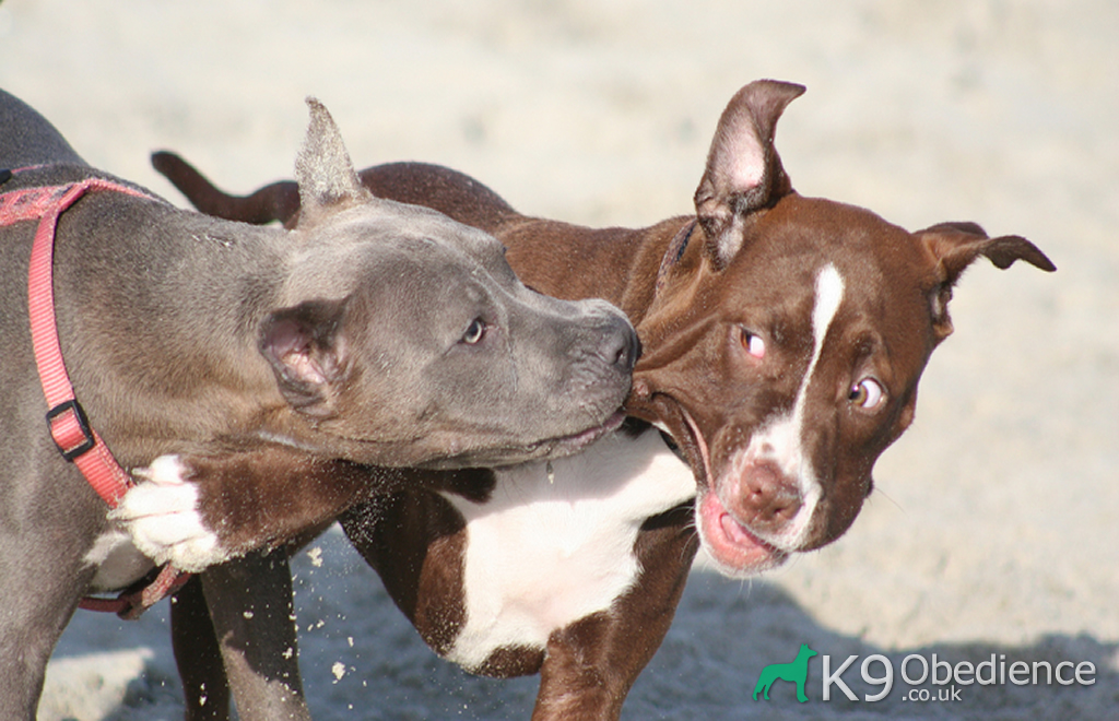 What Can You Do About Neighbours Barking Dogs Dog To Dog Aggression Signs How To Stop Your Dog 