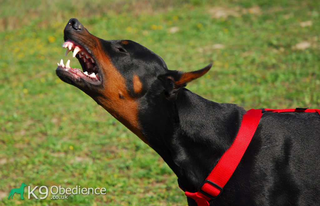 Why Dogs Bark At The Postman K9 Obedience